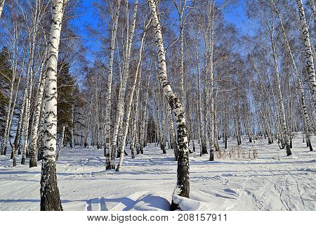 Sunny winter day in birch grove - white trunks of birch trees with blue shadows ski tracks on a snow early spring landscape in birchforest on bright blue sky background - concept of eco