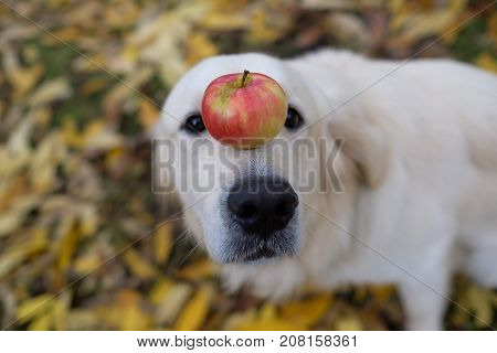 A golden retriever is holding an apple on his nose. Train the dog, teach various tricks to obedience.