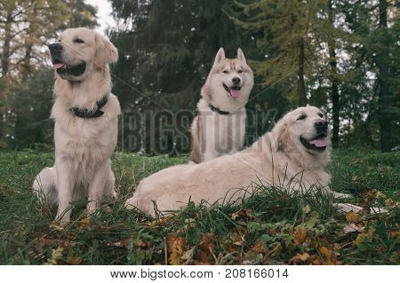 Three dogs Siberian Husky and Golden Retrievers are sitting in autumn park resting during walk