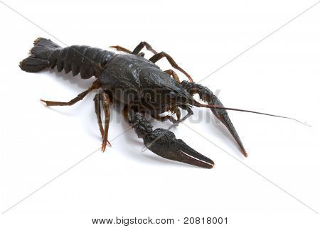 Ųķčnķch Astacus leptodactylus. Úzký Drápal raků na bílém pozadí.