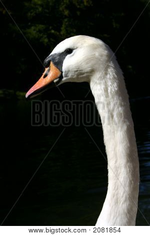 Nehorázná Swan portrét