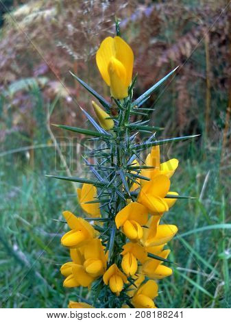 Yellow Gorse Flower in the Autumn Woods