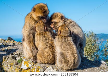 Barbary macaques family talk about the future on the Rock of Gibraltar