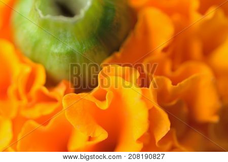 Macro texture of vibrant colored Indian Marygold flowers in horizontal frame