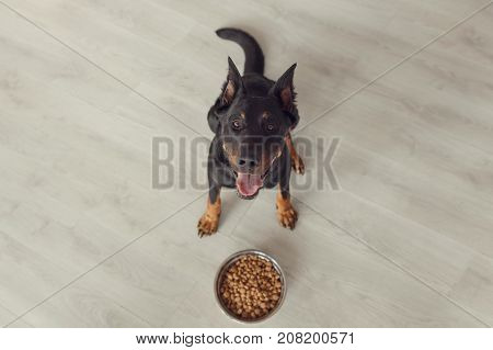 Beauceron Dog Against Bowl With Pedigree, Top View