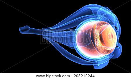 3d illustration human body eye anatomy human body organ