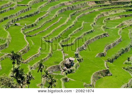 2000 - Jahre alten Batad Reisterrassen, Provinz Ifugao, Philippinen. UNESCO-Welterbe