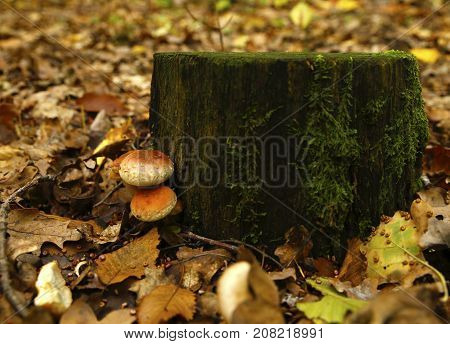 Forest Mushrooms