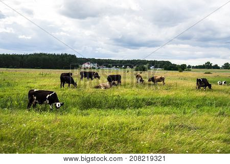 Cows grazing on pasture during the summer