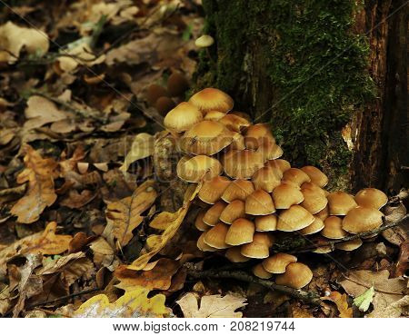Forest Mushrooms