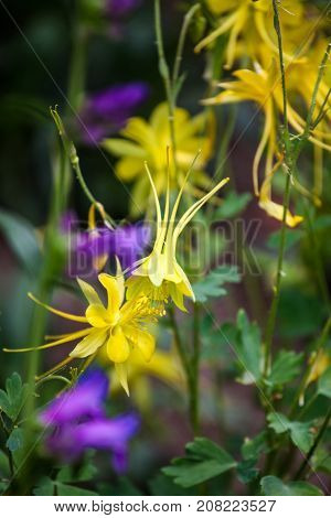 Golden Columbine (aquilegia Chrysantha)