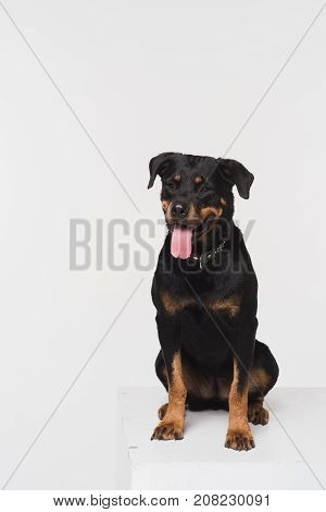 Portrait of a Rottweiler on a white background in the studio. A dog sits on a white cube.