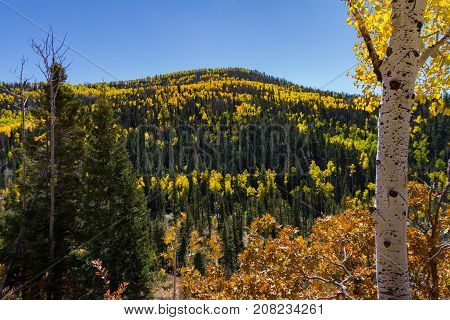 Stunning view of Dixie National Forest in the autumn with Pine trees and Golden Aspens bear Cedar Breaks National Monument in Utah.