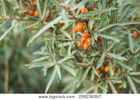 Branches with orange ripe berries of seabuckthorn.