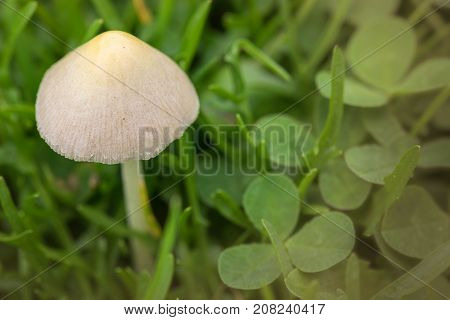 Panaeolus papilionaceus, Panaeolus campanulatus, BELL CAP MUSHROOM close up with green grass background.