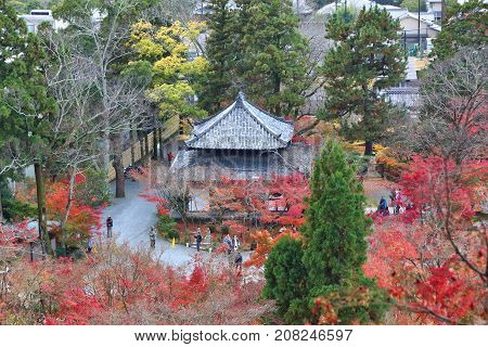 Kyoto Autumn Tourists