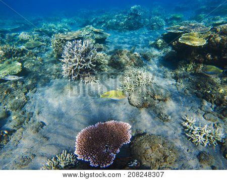 Corals on sand seabottom. Exotic island shore snorkeling. Tropical seashore landscape underwater photo. Coral reef animal. Sea nature. Sea fish in coral. Undersea view of marine life. Coral landscape