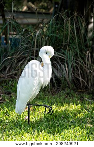 Ornithology and freedom concept. Heron or great egret walking on green grass in Key West USA. Bird with white feathers and yellow beak on natural background. Wildlife and nature.