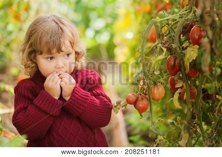 Unhappy Little Gardener, Tomato Disease (phytophthora Infestans). Ripe Red Tomatoes Get Sick By Late