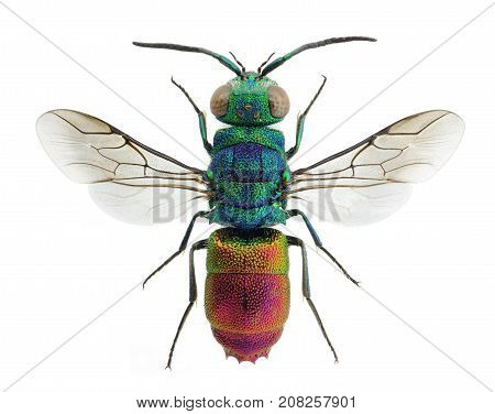 Beautiful cuckoo wasp Chrysis comta from Europe