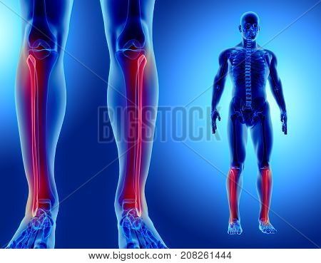3D Illustration Of Fibula, Medical Concept.