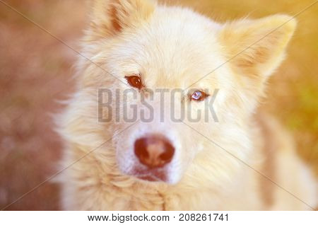 Toned Portrait Of The White Siberian Samoyed Husky Dog With Heterochromia (a Phenomenon When The Eye