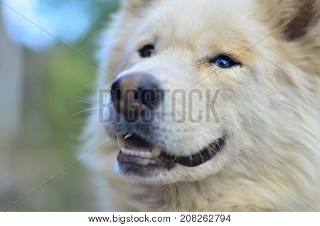 Portrait Of The White Siberian Samoyed Husky Dog With Heterochromia (a Phenomenon When The Eyes Have
