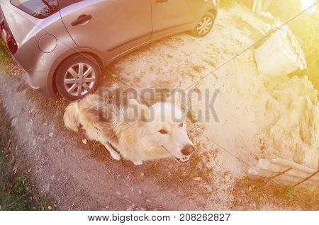 Toned Portrait Of The White Siberian Samoyed Husky Dog With Heterochromia (a Phenomenon When The Eye