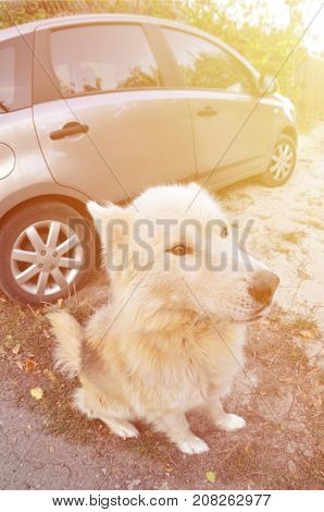 Toned Portrait Of The White Siberian Samoyed Husky Dog With Heterochromia (a Phenomenon When The Eye