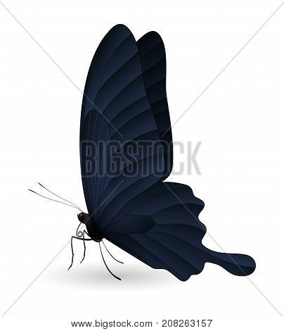 Papilio thoas or the king swallowtail butterfly isolated on a white background. Vector 3D illustration