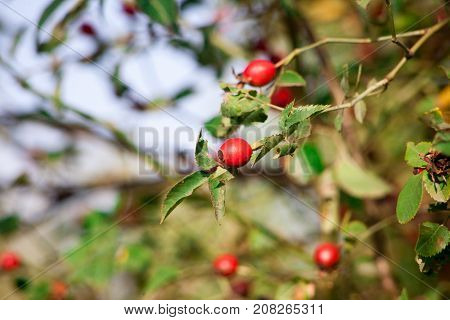 Red berry of dogrose dog-bramble in the autumn garden. autumn branches of a bush of a medical dogrose with red fruits