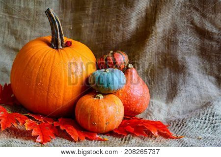 Variuos pumpkins on rustic background - Thanksgiving, Halloween And Fall Background