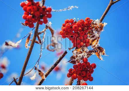 mountain ash on snowy tree branch against the blue sky