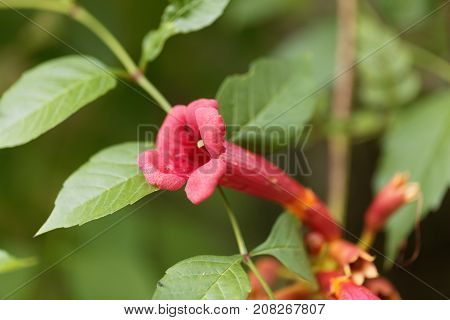 Trumpet Vine (campsis Radicans)