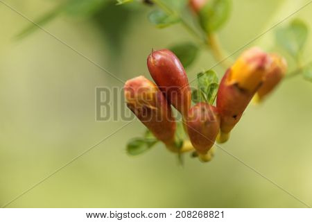 Trumpet Vine (campsis Radicans)