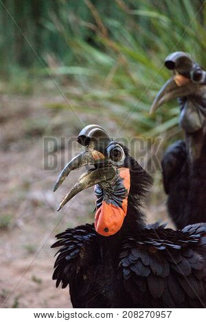 Abyssinian Ground Hornbill, Bucorvus Abyssinicus, Bird