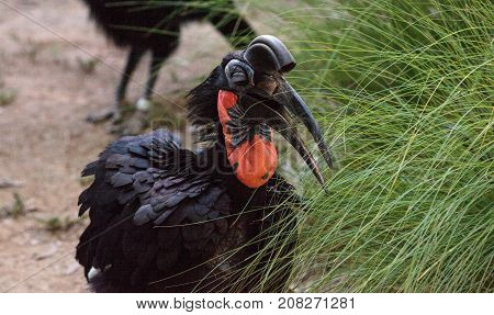 Abyssinian Ground Hornbill, Bucorvus Abyssinicus, Bird