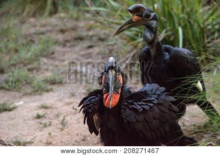 Abyssinian Ground Hornbill, Bucorvus Abyssinicus, Bird