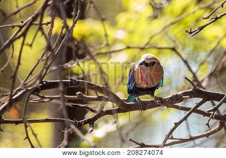 Blue-bellied Roller Called Coracias Cyanogaster