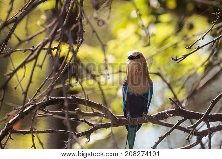 Blue-bellied Roller Called Coracias Cyanogaster
