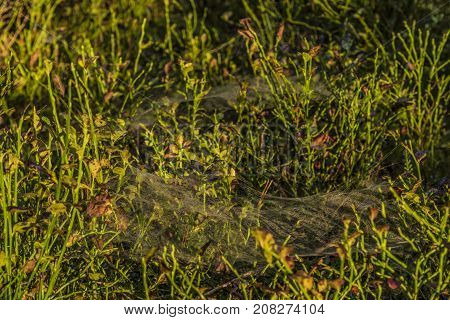 Silver And Golden Cobweb Near Kladska Pond In Autumn Sunny Morning