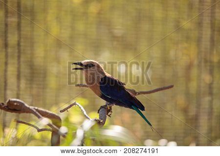 Blue-bellied Roller Called Coracias Cyanogaster