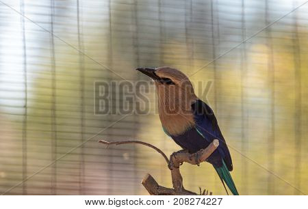 Blue-bellied Roller Called Coracias Cyanogaster