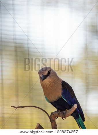 Blue-bellied Roller Called Coracias Cyanogaster