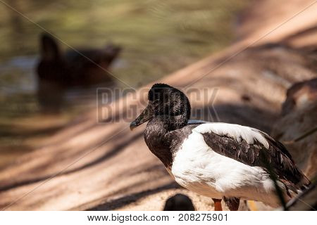 Magpie goose called Anseranas semipalmata is found in Australia and New Guinea
