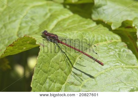 Große rote Damselfly