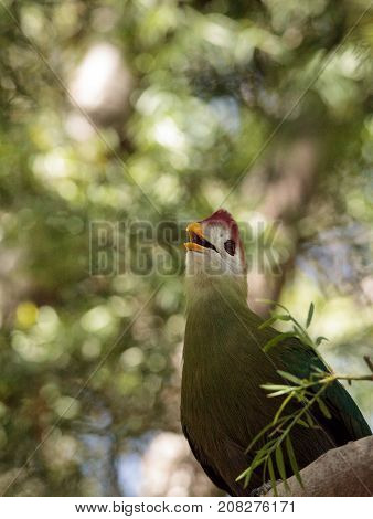 Red-crested Turaco Called Tauraco Erythrolophus