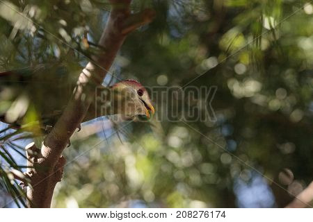 Red-crested Turaco Called Tauraco Erythrolophus