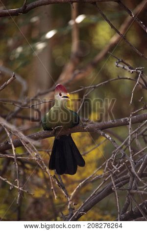 Red-crested Turaco Called Tauraco Erythrolophus