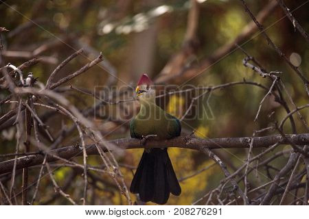 Red-crested Turaco Called Tauraco Erythrolophus